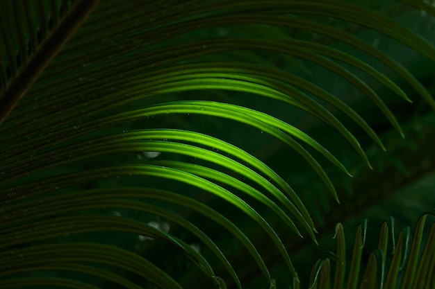 Tropical growing green leaves nature texture pattern