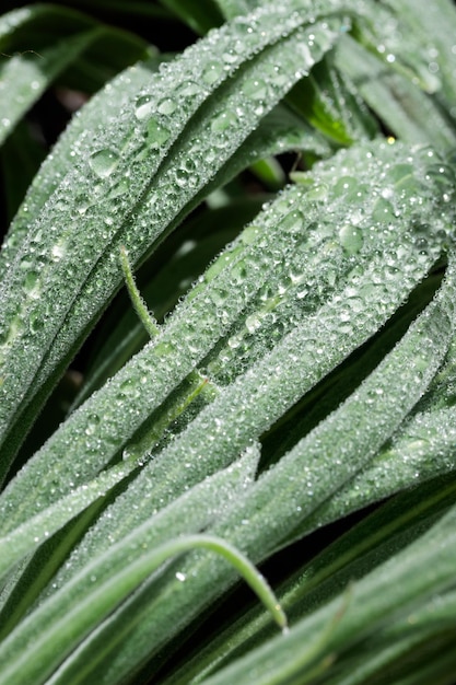 Tropical growing green leaves nature texture pattern