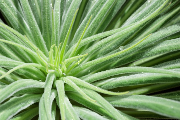 Tropical growing green leaves nature texture pattern