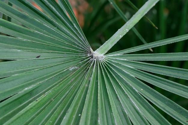 Tropical growing green leaves nature texture pattern