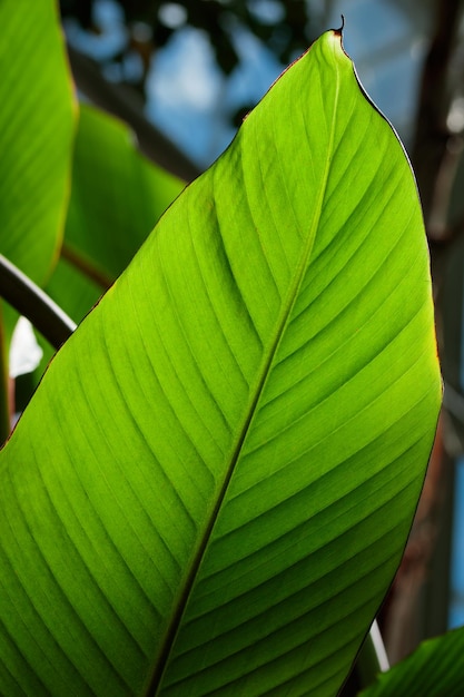 Tropical growing green leaves nature texture pattern