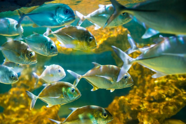 Tropical horseeye jack Caranx latus fishes in aquarium as nature underwater sea life background