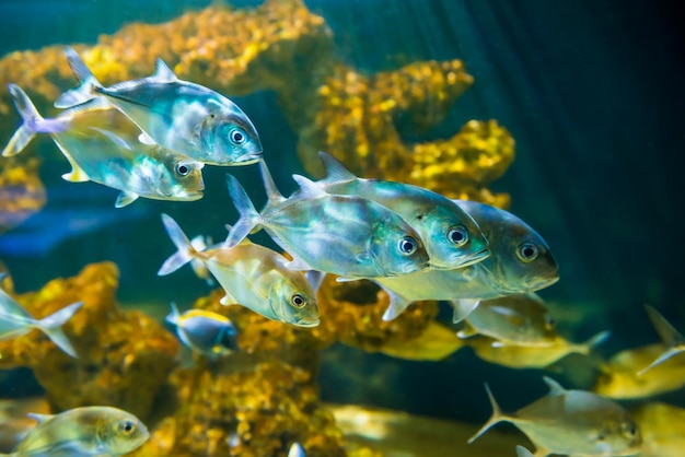 Tropical horseeye jack Caranx latus fishes in aquarium as nature underwater sea life background