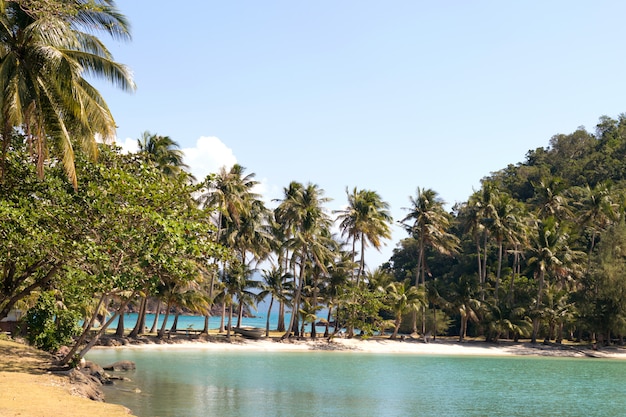 Tropical island beach with coconut palm trees. Sand spit in the sea.