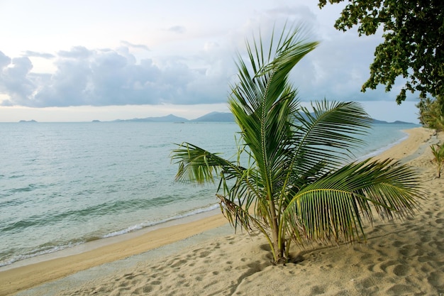 Tropical island beach