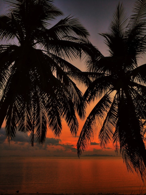 Tropical island, palms on the background of the sunset sky