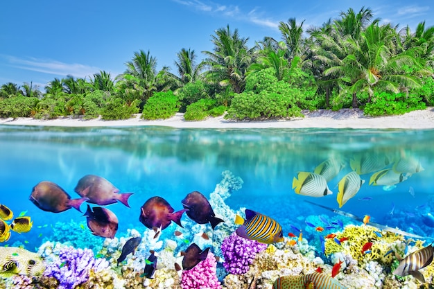 Tropical island and the underwater world in the Maldives. Thoddoo island.