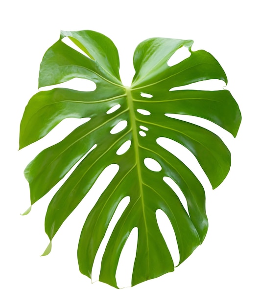 Tropical jungle green Monstera Swiss Cheese Plant leaf isolated on white background