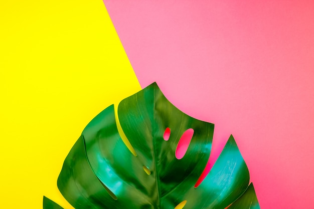 Tropical jungle monstera leaf on bright