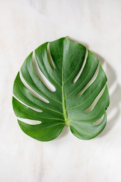 Tropical jungle Monstera leaf