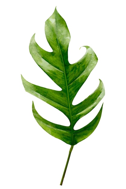 Tropical jungle monstera leaves isolated on a white background