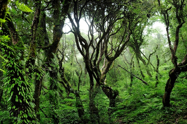 Tropical jungle of Southeast Asia