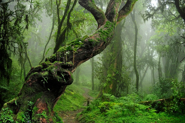 Tropical jungle of Southeast Asia