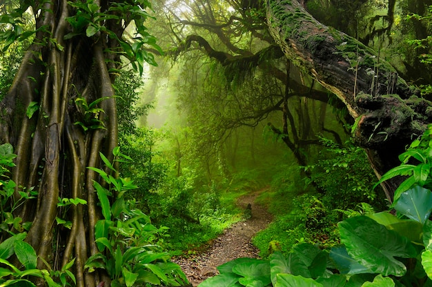 Tropical jungle of Southeast Asia