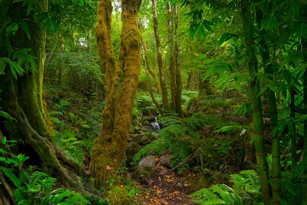 Tropical jungle of Southeast Asia