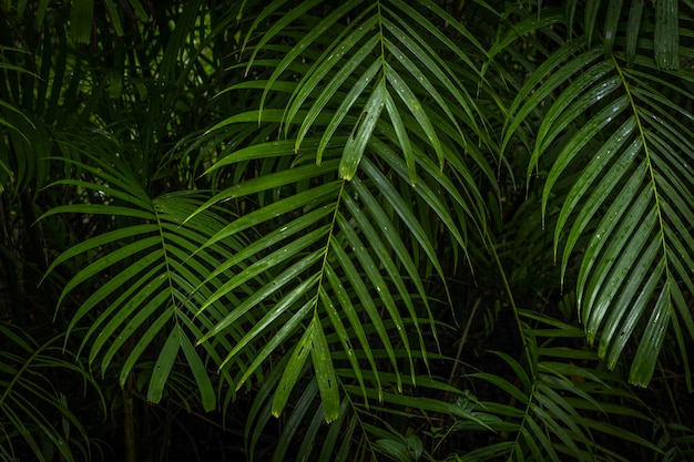 Tropical jungle, Tropical rainforest with different trees.