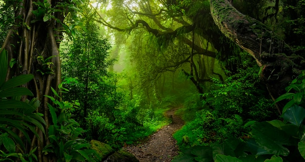 Tropical jungles of Southeast Asia in august