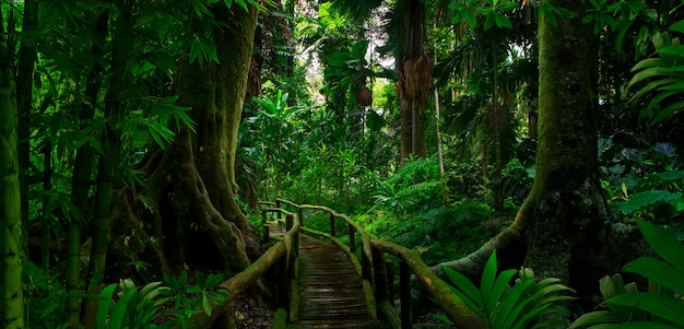 Tropical jungles of southeast asia