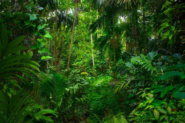 Tropical jungles of southeast asia