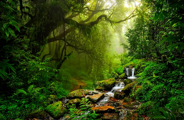 Tropical jungles of Southeast Asia