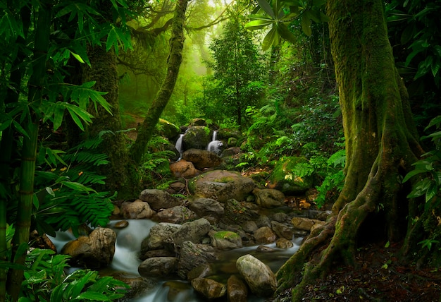 Tropical jungles of Southeast Asia