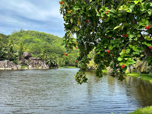 Tropical lake with rocks and palm tree on Mahe Seychelles