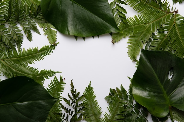 Tropical layout made of palm leaves with copy space background. Flat lay. Green palm leaf backdrop