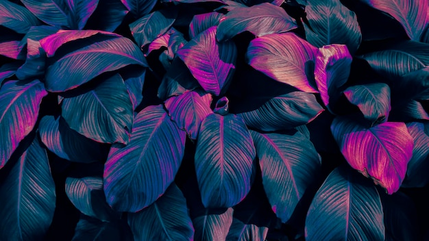 Tropical leaf background blue pink toned