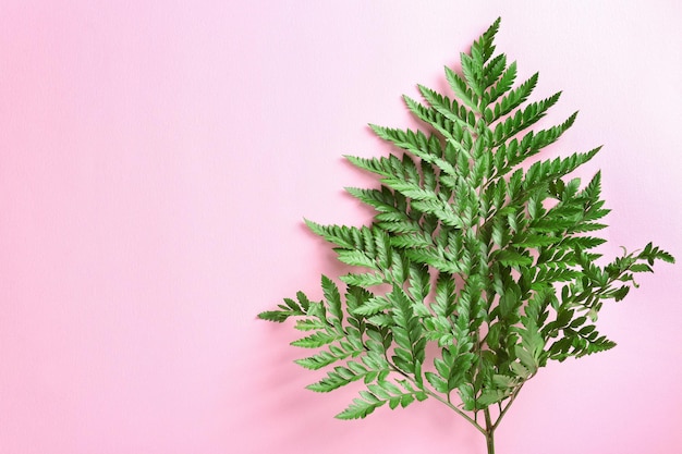 Tropical leaf on colour background