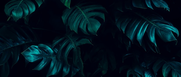 Tropical leaf and dark nature background