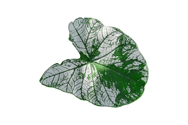 Tropical leaf isolated on white background included clipping path Monstera plant leaves