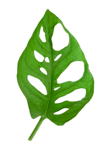 Tropical leaf of Monstera Adansonii also called Monstera Monkey isolated on a white background High details macro shot image PNG file with transparent background