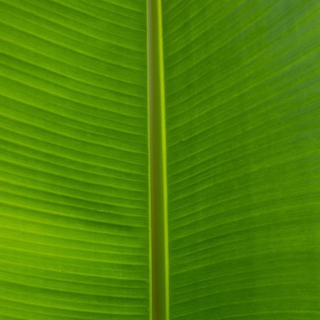 Tropical leaf texture background Green close up leaf structure Palm leaves texture