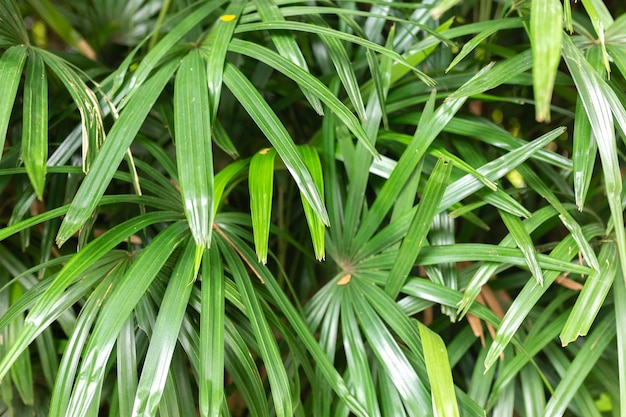 Tropical leaf texture background green foliage are shaped like tiny spikes Closeup