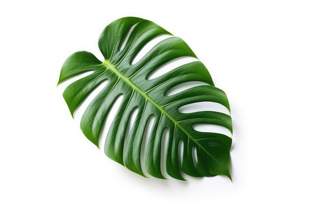 Tropical leaf on white background