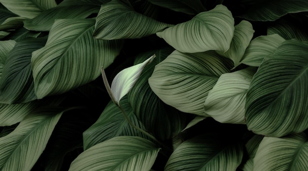 tropical leaves abstract green leaf texture in garden nature background