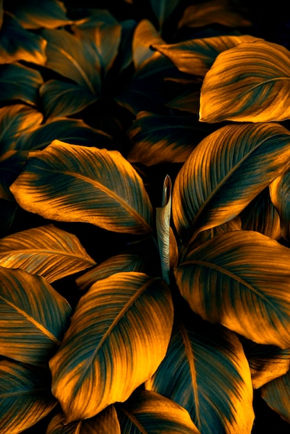 tropical leaves abstract green leaves texture nature background