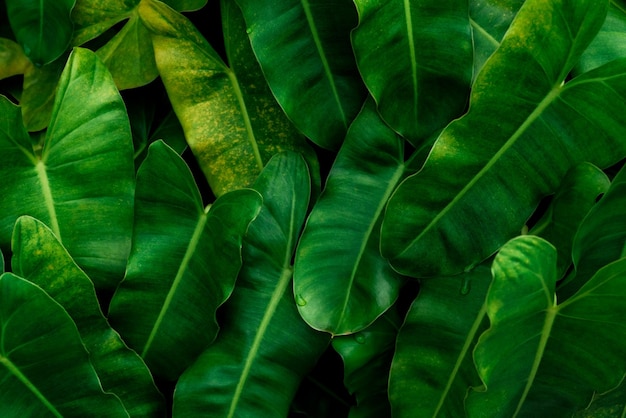 tropical leaves, abstract green leaves texture, nature background