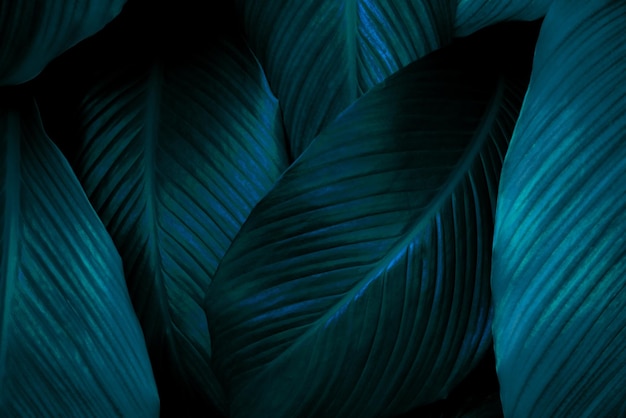 tropical leaves, abstract green leaves texture, nature background