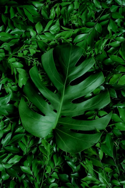 tropical leaves, abstract green leaves texture, nature background