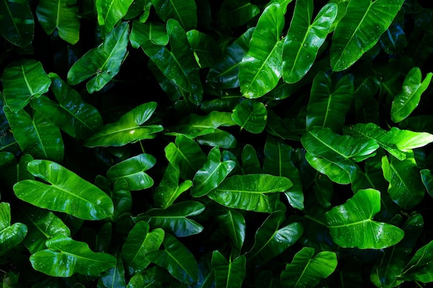 Tropical leaves abstract green leaves texture