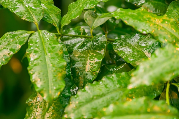 Tropical leaves after the rain.