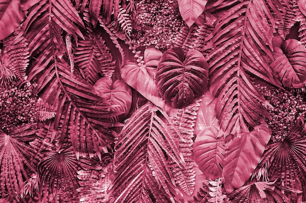 Tropical leaves background fern palm and Monstera Deliciosa leaf on wall Image toned in Viva Magenta color of the 2023 year