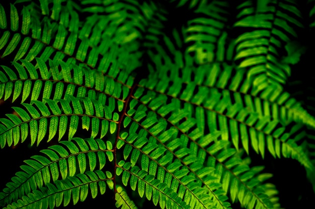 Tropical leaves background, Green background pattern.