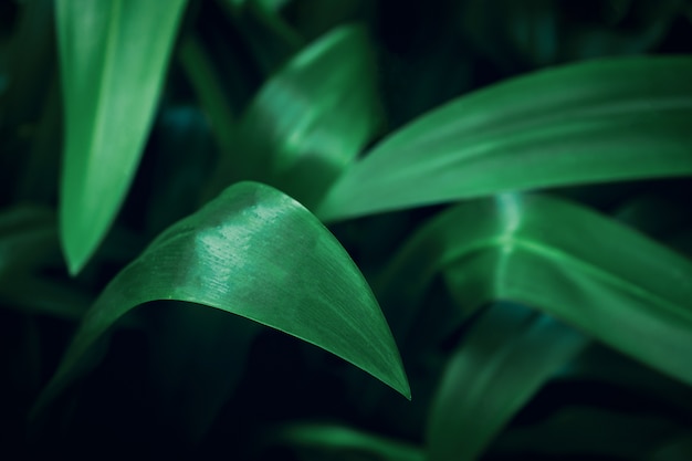 Tropical leaves background