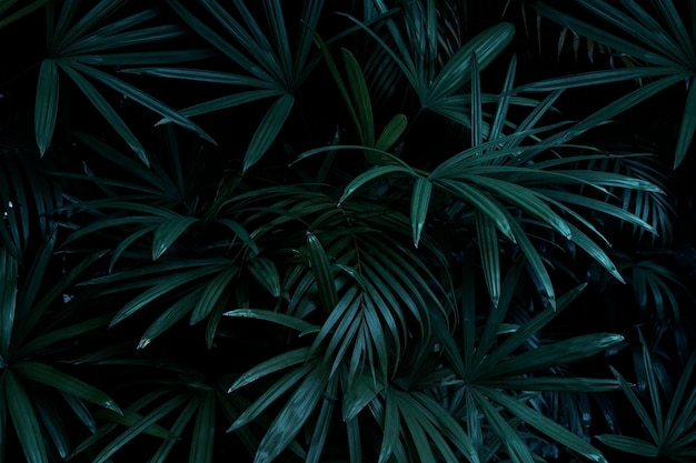 Tropical leaves background