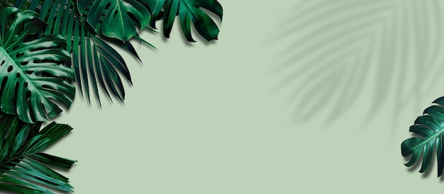 Tropical leaves banner on green background with leaf shadow