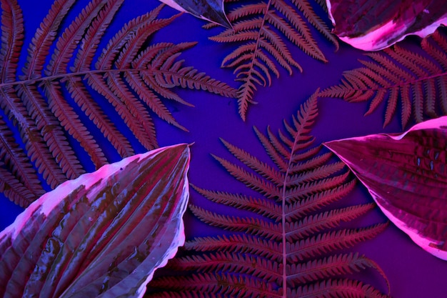 Tropical leaves on a black light background