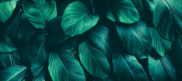 Tropical leaves dark nature background