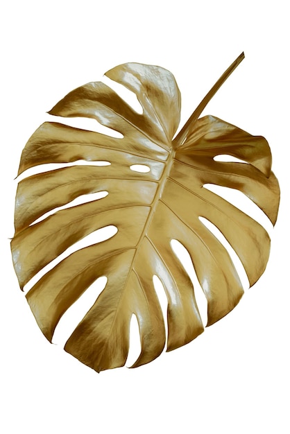 Tropical leaves in gold color on white space background.Abstract monstera leaf decoration design.